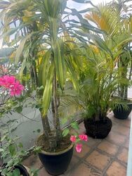 Freesia Woods (D21), Condominium #555698421